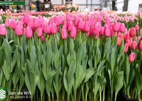 Tulipa Pink Twist ® (1)